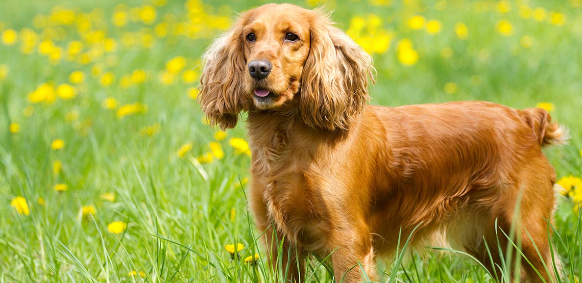 trained working cocker spaniel for sale
