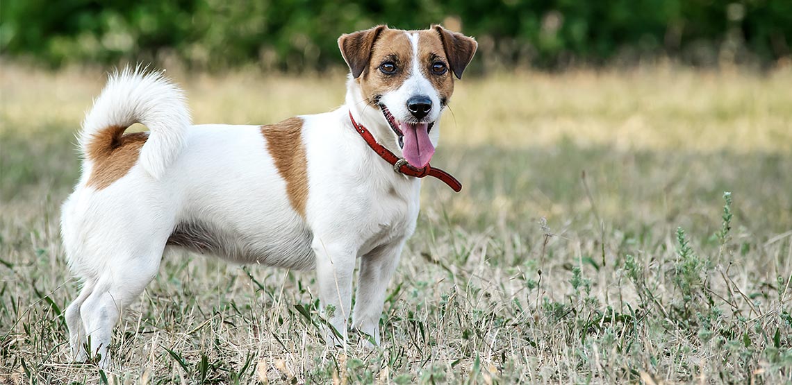 jack russell terrier ideal weight