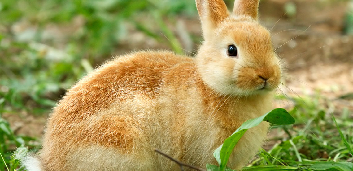 mini rex hypoallergenic