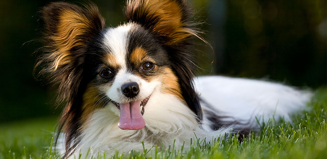 papillon dog weight