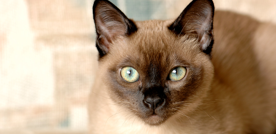 tonkinese breeders near me