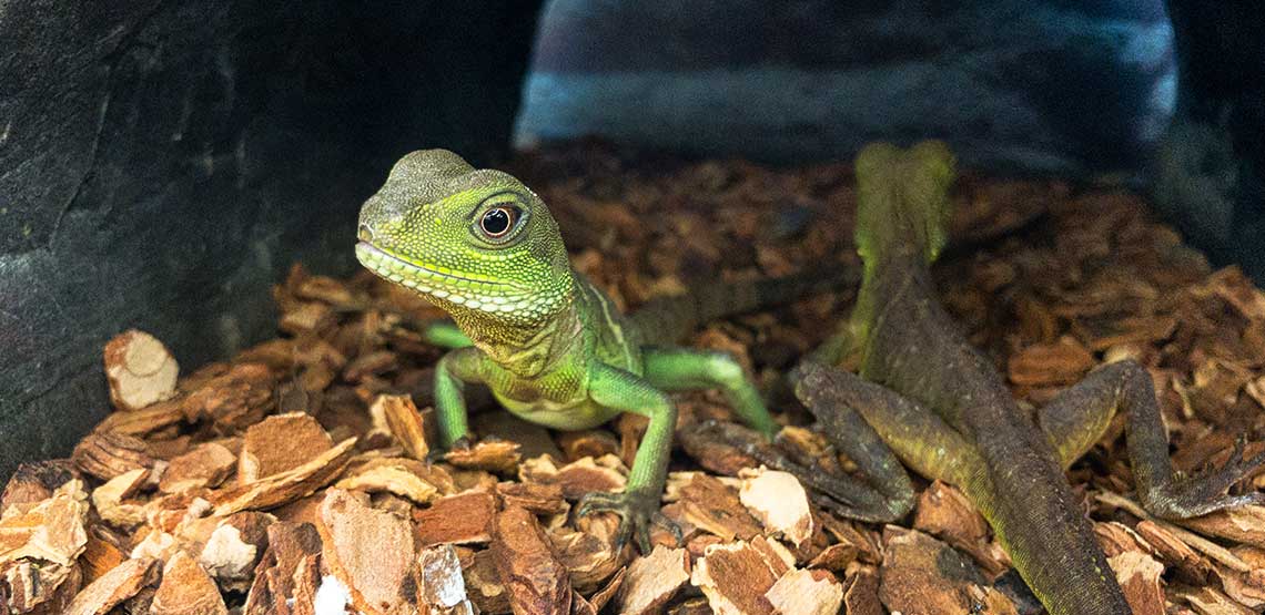 Reptile Supplies: Everything You Need 