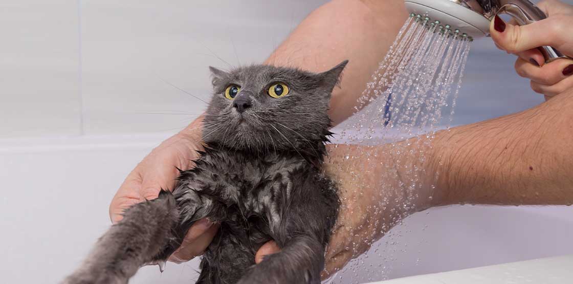 homemade cat bath wipes
